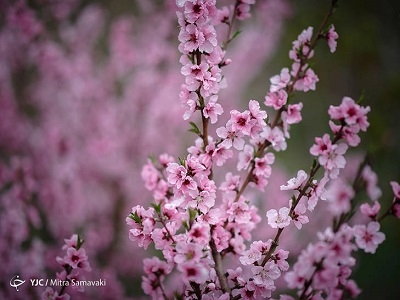 عکس-شکوفه-های-بهاری
