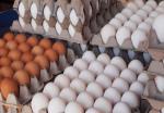 افزایش-قیمت-تخم-مرغ-در-زنجان