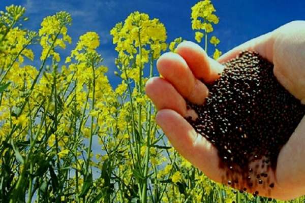 خرید-تضمینی-از-278-تن-دانههای-روغنی-کلزا-در-زنجان