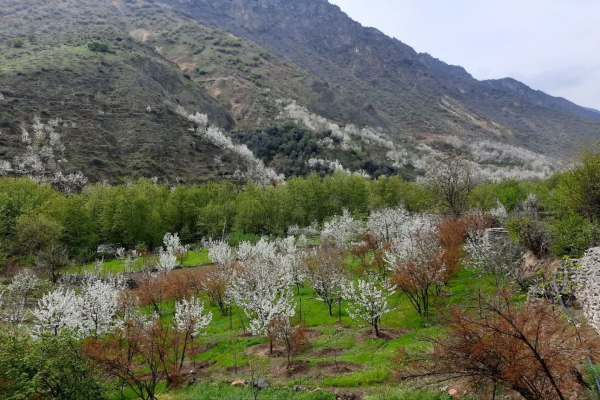 حضور-شکوفه‌های-بهاری-بر-ردای-سبز-طبیعت-زنجان+عکس-