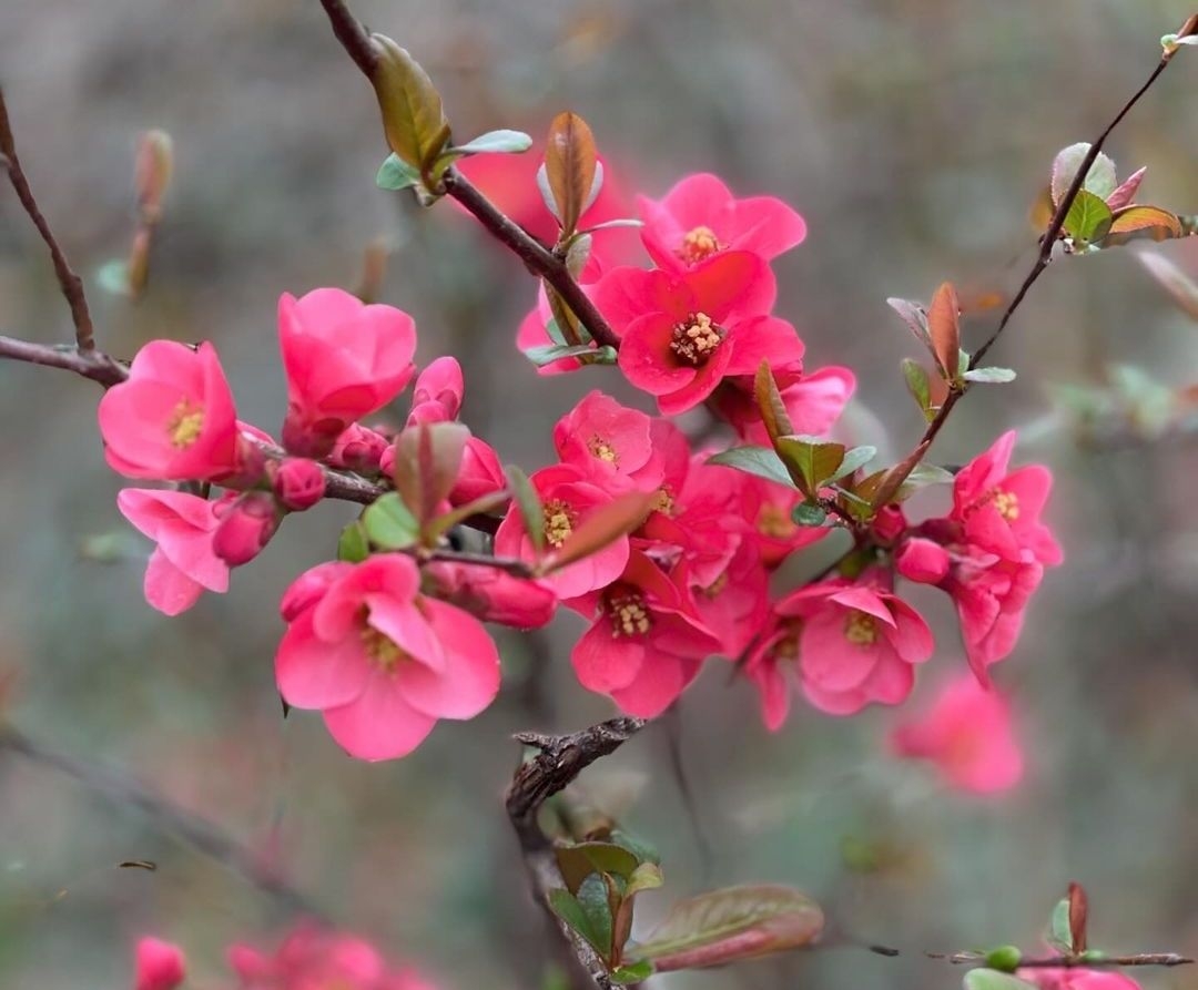 طبیعت-زیبای-زنجان-در-فصل-بهار
