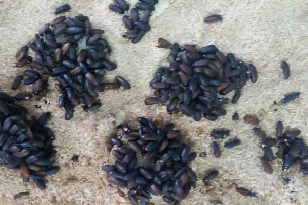 پرورش-سوسک‌های-تاریکی-کمکی-به-اقتصاد-