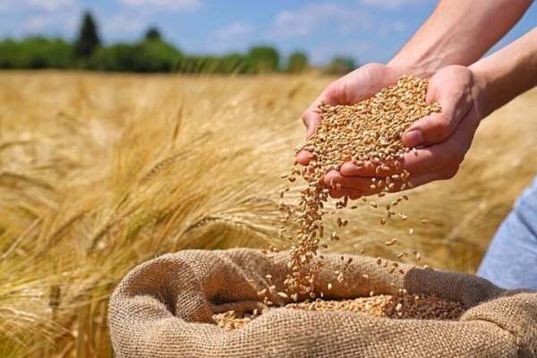 نرخ-خرید-گندم-افزایش-یافت