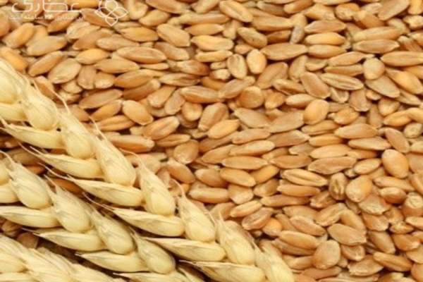 فعالیت-۴۵-مرکز-خرید-گندم-در-زنجان