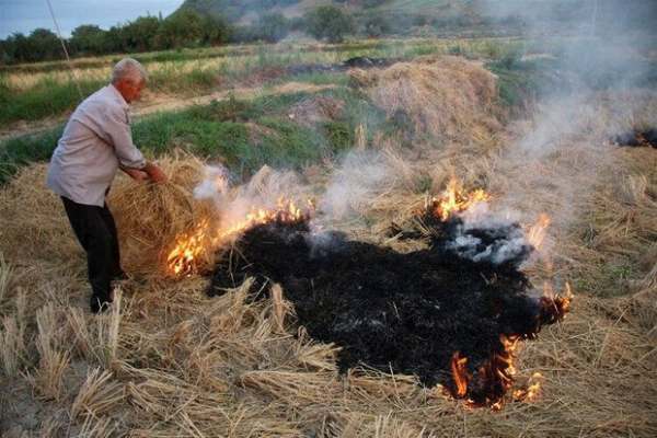 آتش-زدن-بقایای-گیاهی-خاک-را-فقیر-میکند