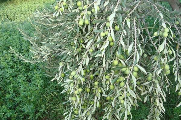 ونیسر-بهشتی-در-دل-کوه‌های-طارم