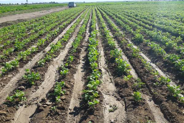 برگزاری-همایش-کشت-حبوبات-دیم-در-زنجان-