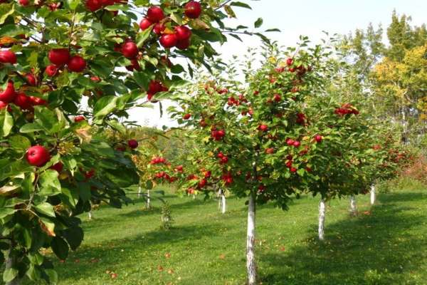 پیش‌بینی-برداشت-۱۵۸-هزار-تن-سیب-از-سطح-باغات-بارور-استان-زنجان
