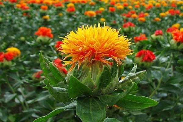 کشت-گلرنگ-در-بیش-از-۳۵۰-هکتار-اراضی-از-اراضی-دیم-ابهر-