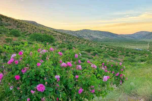 ارائه-پیشنهاد-کشت-گل‌محمدی-در-شهر-آب‌بر