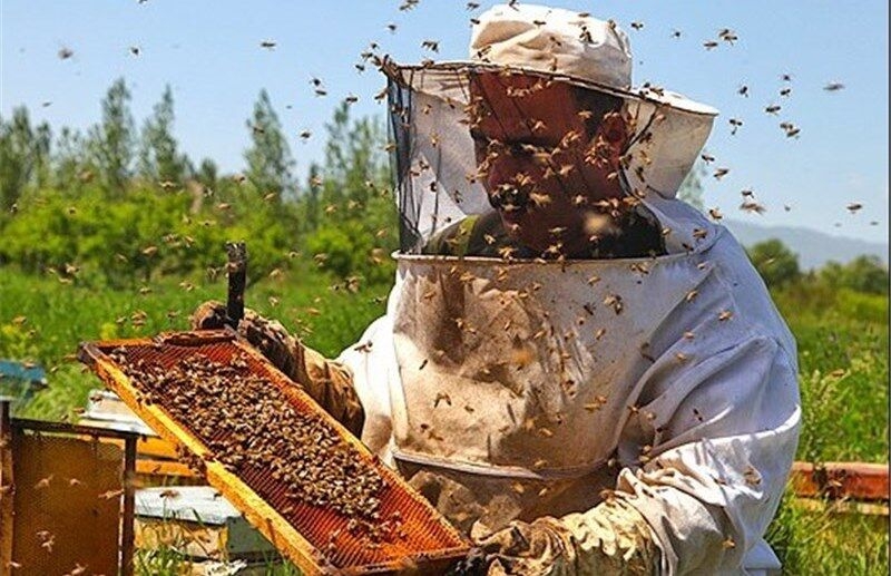 تولید-۴۲-تن-عسل-در-زنبورستان‌های-ابهر