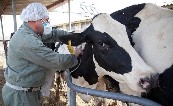 تزریق-دوز-سوم-واکسن-سویه-دام-در-زنجان