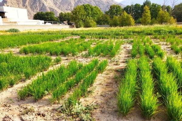 وقتی-بیتوجهی-امید-کشاورزان-طارمی-را-میخشکاند