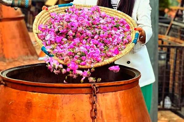 آئین-گلابگیری-سلطانیه-در-آستانه-ثبت-ملی