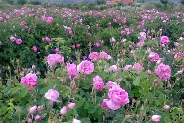 رونق-کشت-گل‌محمدی-در-شهرستان-سلطانیه