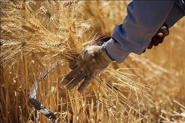 پیشبینی-تولید-۵۰۰-هزار-تن-گندم-در-زنجان-
