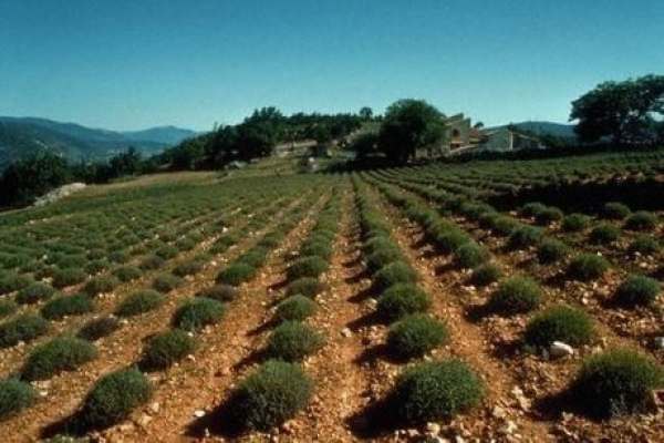 توسعه-کشت-گیاهان-دارویی-در-زنجان-