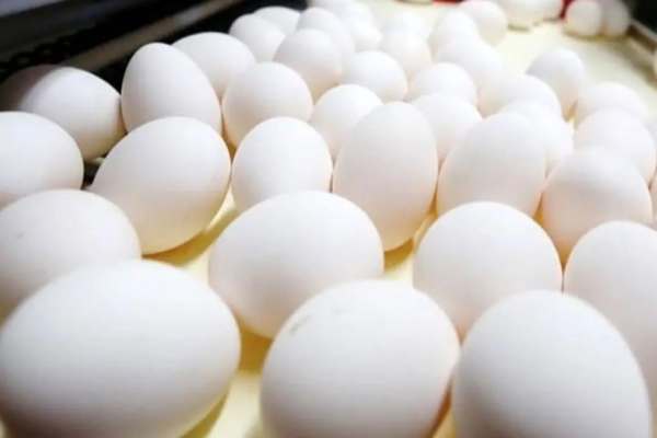 قیمت-تخممرغ-آب-رفت-