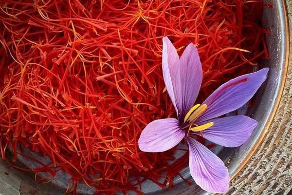 سطح-کشت-طلای-سرخ-زنجان-گسترده‌تر-می‌شود