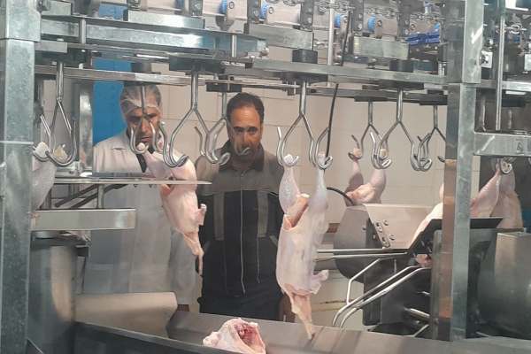 زنجان-قطب-مهم-تولیدات-دامی-کشور-است-