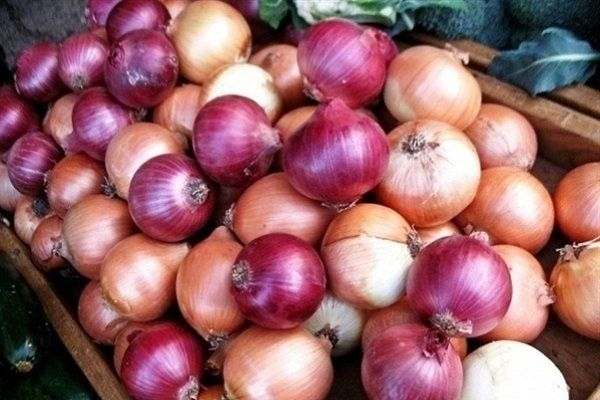 برداشت-بیش-از-۱۷-هزار-تن-پیاز-از-مزارع