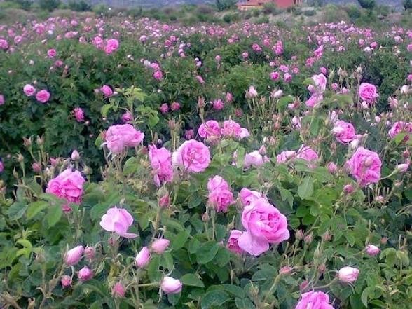 کشت-گل-محمدی؛-کشاورزی-هوشمندانه-در-کم‌آبی