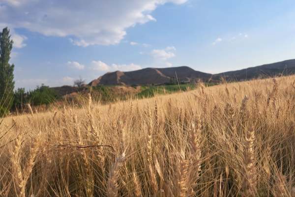 طنین-صدای-کمباین‌ها-در-گندمزارهای-طلایی-ماهنشان