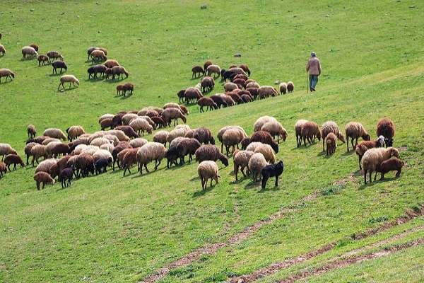 بهره‌برداران-ابهری،-۴۷-هزار-دام-را-هدایت-می‌کنند