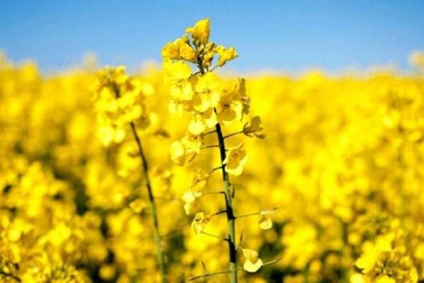 توسعه-کشت-دانه‌های-روغنی-در-شهرستان-ماهنشان