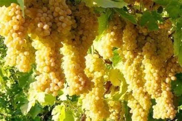 ابهر-باز-هم-منتظر-جشنواره-انگور-