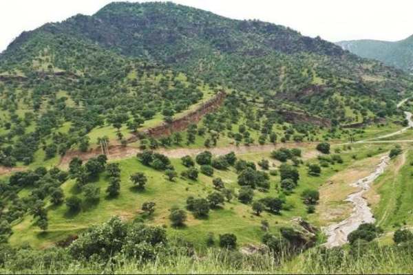 کمبود-جنگلبان-در-عرصه‌های-ملی-ابهر