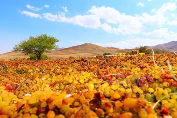 باغداران-ابهر-انگور-طلایی-را-برداشت-کردند