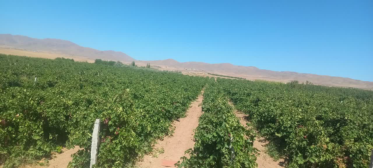 بب