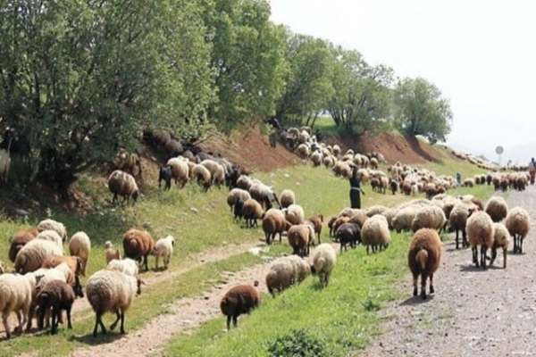 چرای-دام،-تهدیدی-برای-محصول-سال-آینده-باغ‌ها