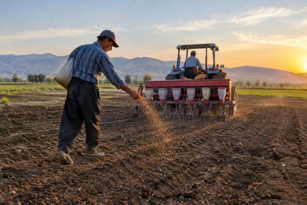گندم‌کاران-ابهری-برای-غافلگیرنشدن-از-ال‌نینو-شتاب-کردند