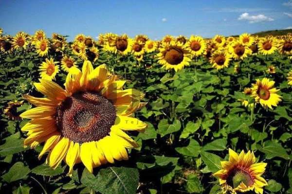 برداشت-پربرکت-آفتابگردان-در-مزارع-ماهنشان