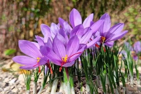 کشت-۵۰-هکتار-زعفران-در-خدابنده